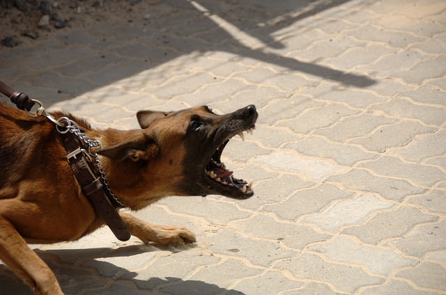 can a dog overcome fear aggression