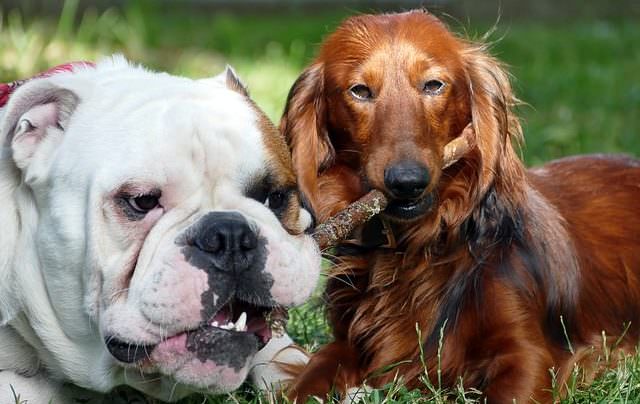 The 6 Most Common Inherited Diseases In Dogs