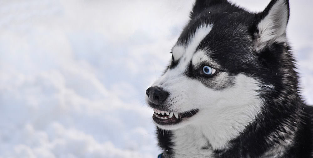 Image Result For Siberian Husky Teeth