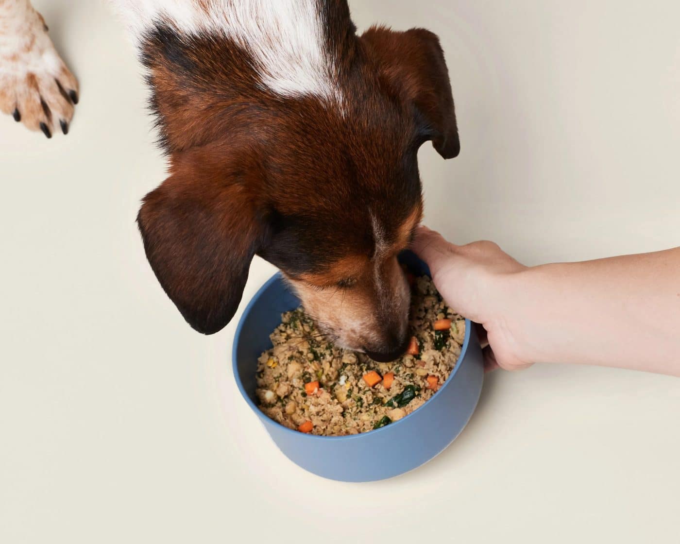 Ollie dog food meal preparation
