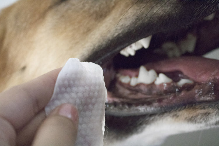 what to use to brush dogs teeth