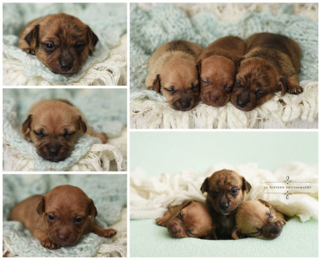 newborn bloodhound puppies