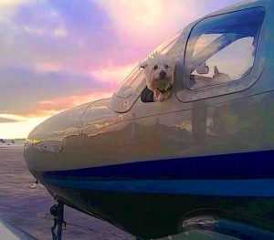 dog in airplane cockpit with head out the window