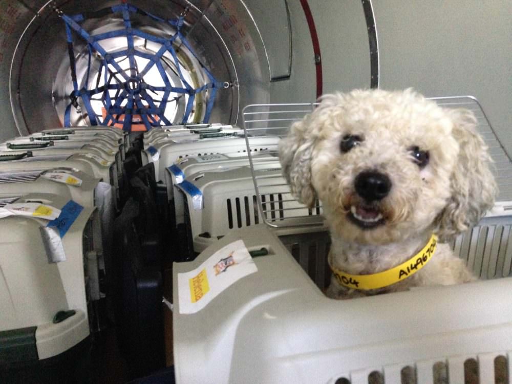 Pups in an airplane