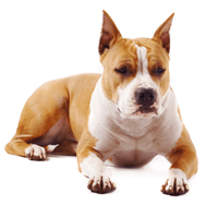 staffordshire terrier history