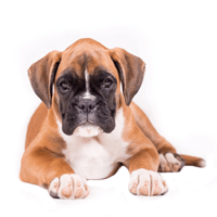 Breed: Boxer