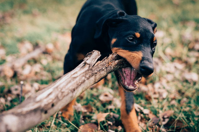 Is It Safe For My Dog To Chew Sticks?
