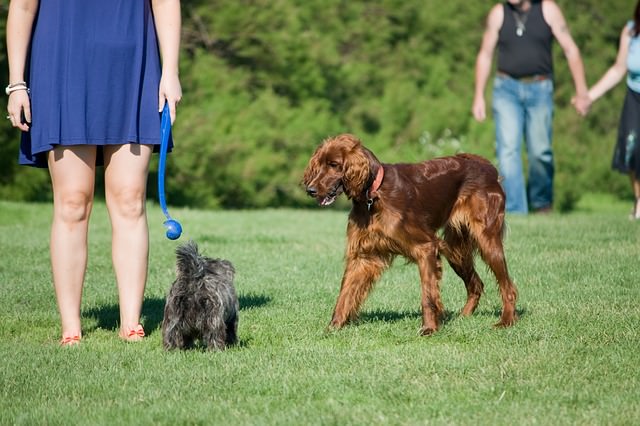 5 Mistakes You Don't Want To Make When Socializing Your Dog