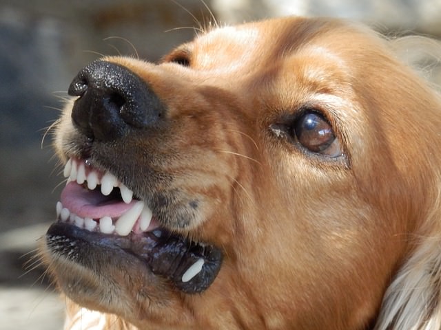 dealing with fear aggression in dogs