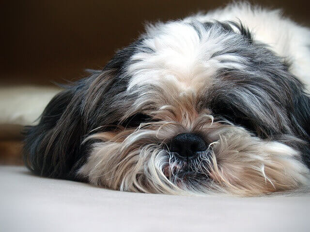 is your lhasa apso bored