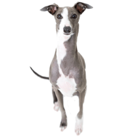 Breed: Greyhound Health Problems, Lifespan, Temperament & Maintenance