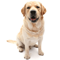 Breed: Labrador Retriever Health Problems, Lifespan, Temperament & Maintenance