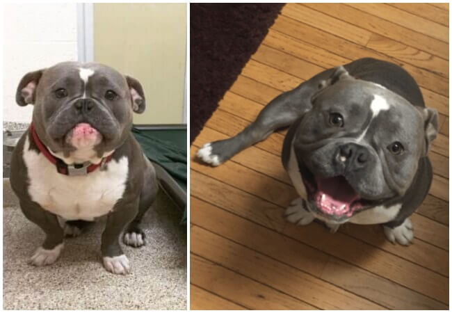 Lonely Boy Transforms Into The Happiest Pup On Earth Once He Catches A Lucky Break