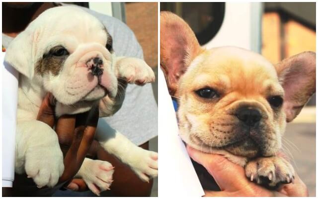 26 Bulldog Puppies Rescued From Hot Van In Parking Lot