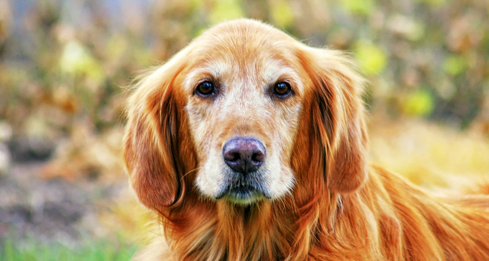 10 Ways To Help Your Senior Dog Feel Like A Puppy Again