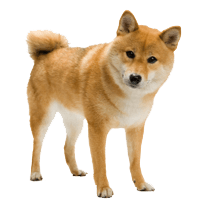 Dog Breed Shiba Inu Everything About The Breed
