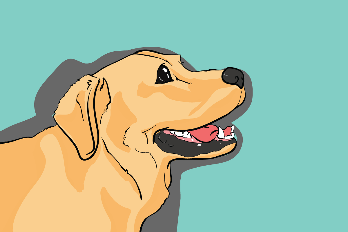 Dog showing teeth