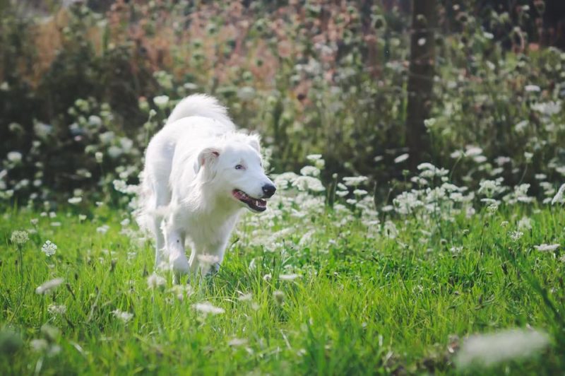 Blind, Deaf Dog Born From Irresponsible Breeding Finds The Perfect ...