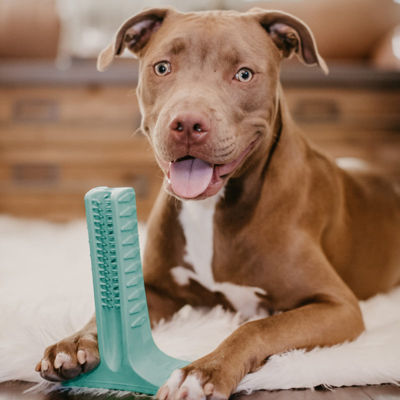 dog chew toy toothbrush