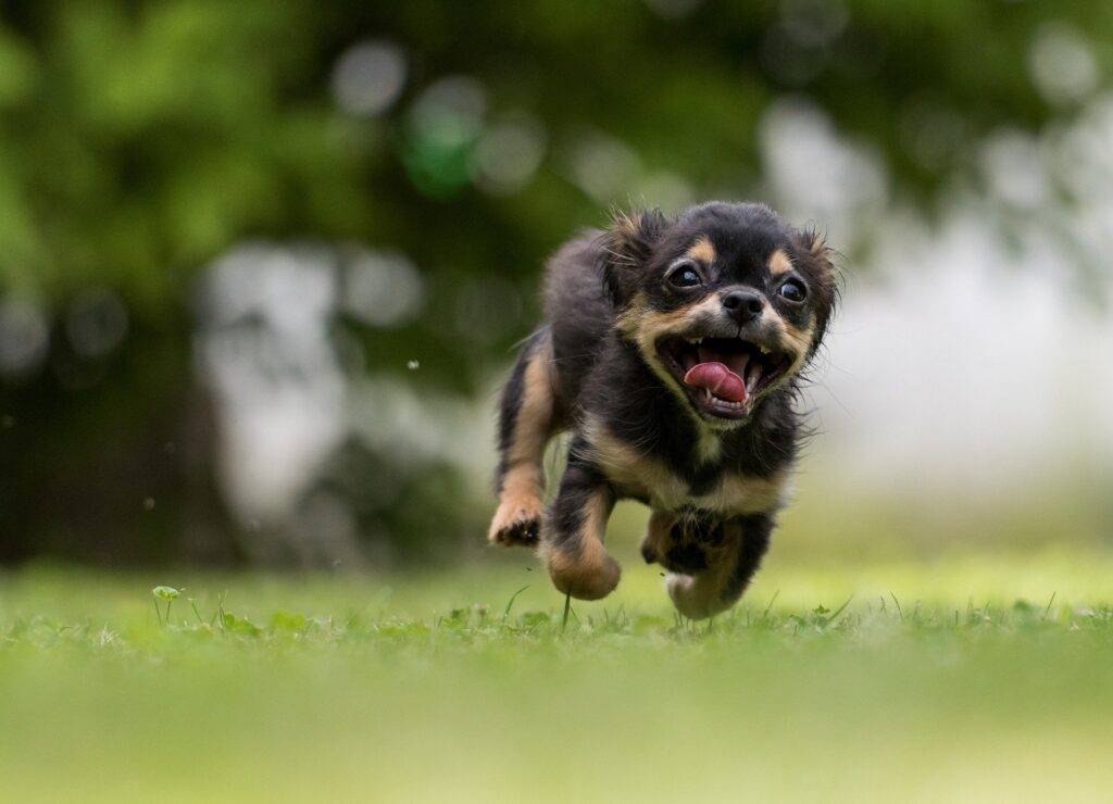 Little dog zoomies