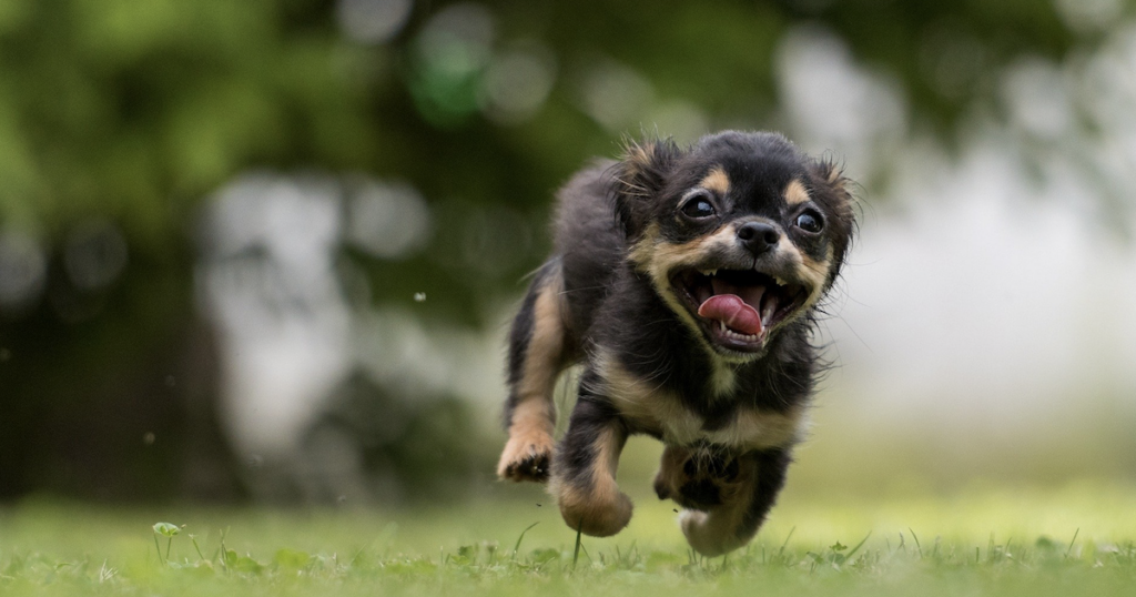 Dog zoomies