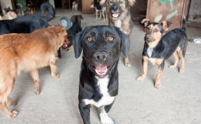 Self-Funded Rescue Gives Stray Dogs Hope In A Country That Shuns Them