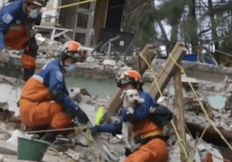 Dog Saved From Rubble Six Days After Earthquake In Mexico Iheartdogs