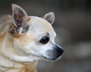 PetWireDaily — Senior Dog Care: 10 Essential Tips Every Owner Needs