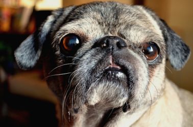 5 Tips For Determining Your Rescue Dog's Age