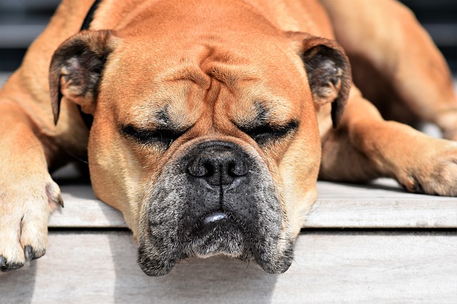 Sleepiest dog sale breeds