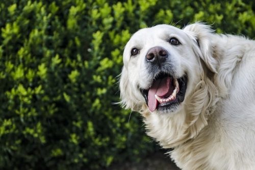 The Critical Thing About Your Dog’s Mouth That Most Owners Don’t Know