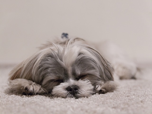 dog breeds that sleep the most