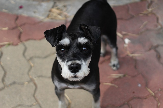 Boston Terrier Dog Pendant Necklace Silver Toned  ANIMAL RESCUE DONATION 
