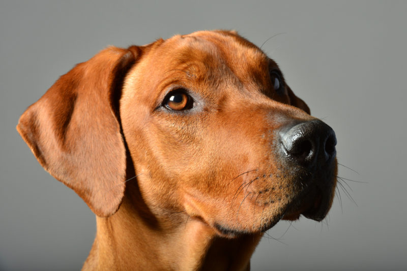 10 Reasons Pet Parents Are Switching Their Dogs To Krill Oil
