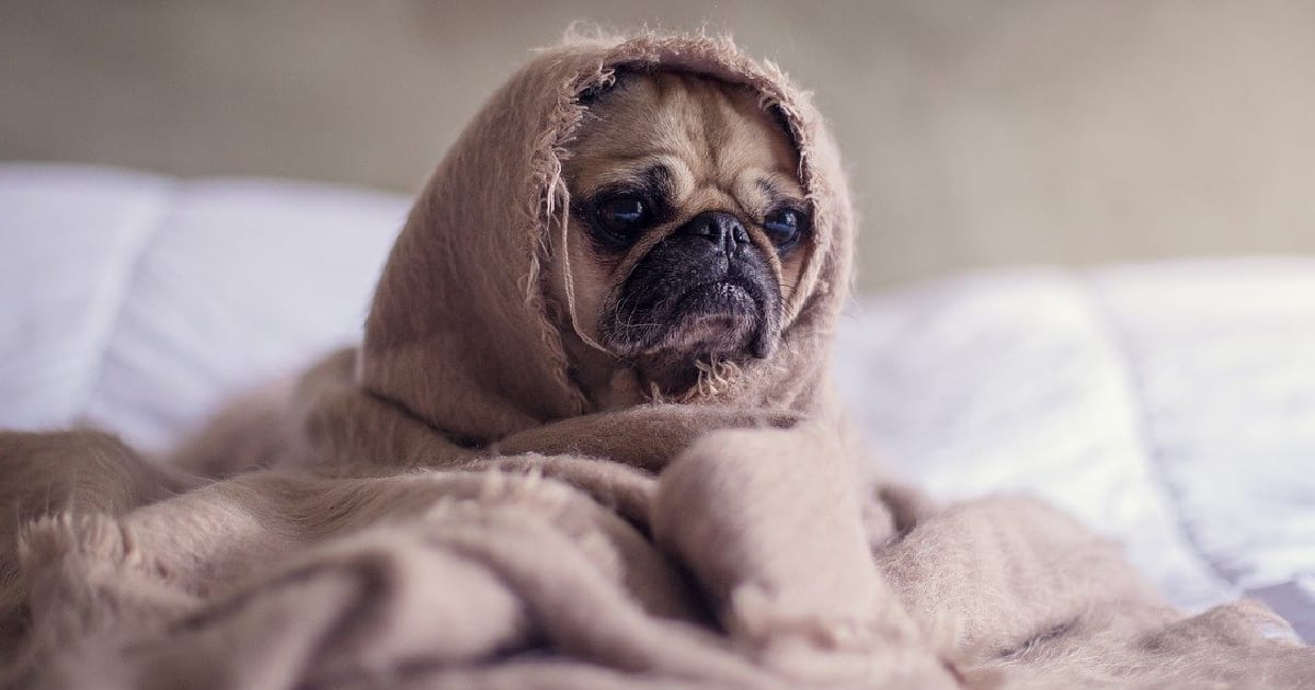 5 Signs Your Dog Is In Pain