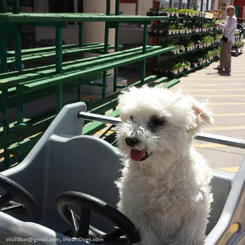 8 Major Retail Stores That Allow Dogs IHeartDogs 8 major retail stores that allow dogs iheartdogs