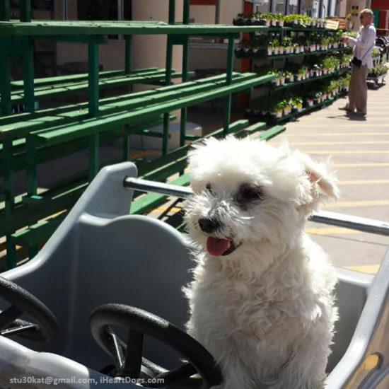 8 Major Retail Stores That Allow Dogs