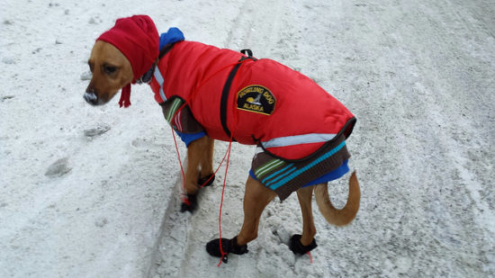 does-my-puppy-need-booties-in-the-winter