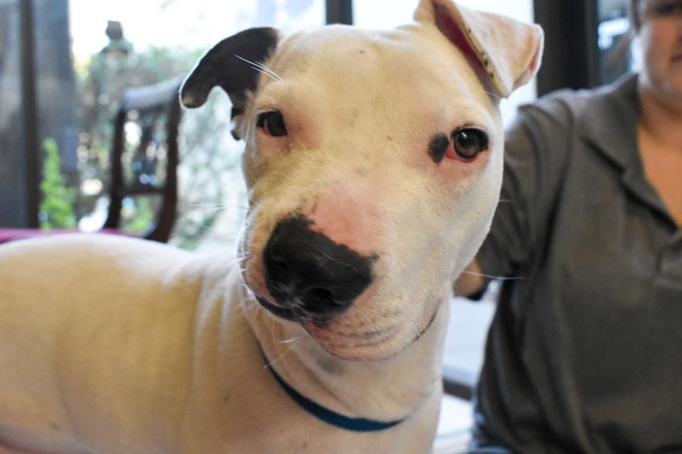 A New Way To Adopt? Dog Trainer Offers Trained Rescue Dogs for Sale