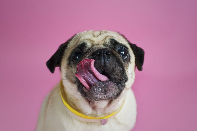 Photographer Captures Pug Personalities In “Pugs And Kisses” Series