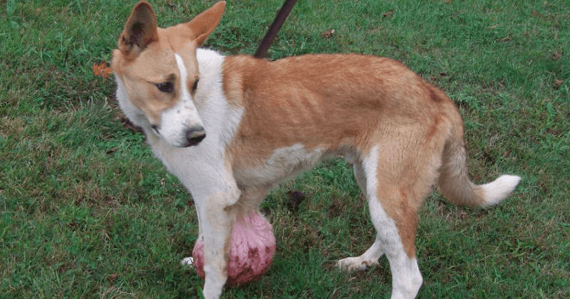 Left For Dead At A Shelter, Dog With A 6-Pound Tumor Gets A Second Chance