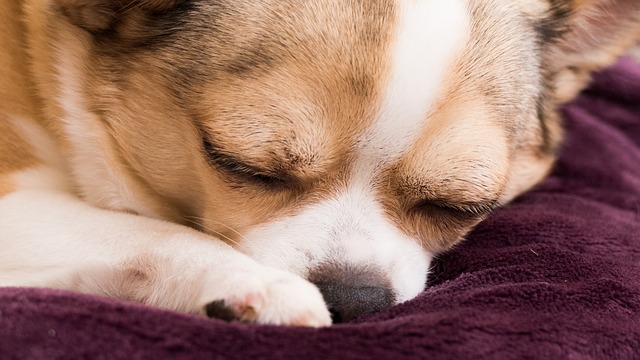 What To Do About Fever In Dogs,Pet Tortoise