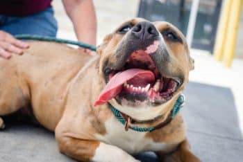 PetWireDaily — Improved Project Paws® Omega 3-6-9 Powder – What You Need to Know!