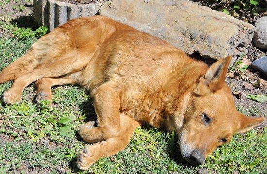 what-is-a-bone-infection-in-dogs