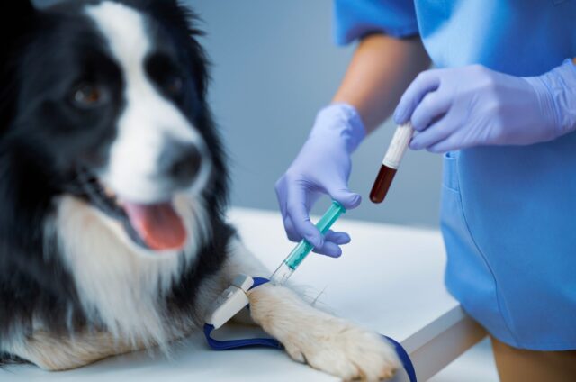 black and white dog with diabetes getting a blood test