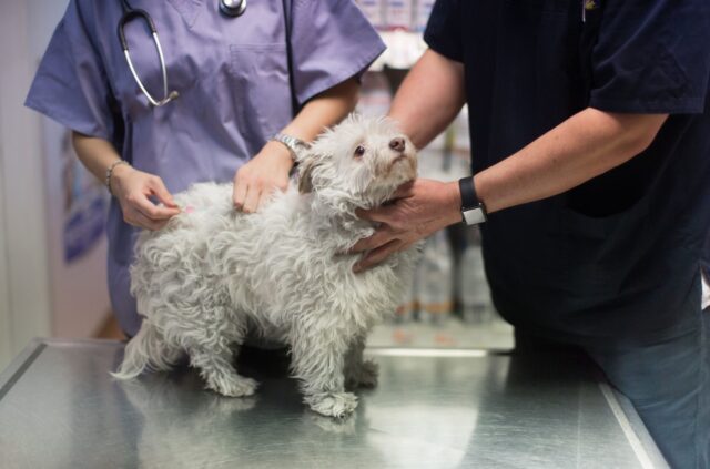A small white dog with diabetes gets an insulin injection from a veterinarian