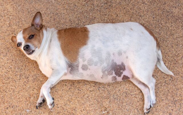 obese tan and white dog diabetes