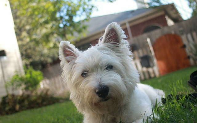 Dog friendly backyard