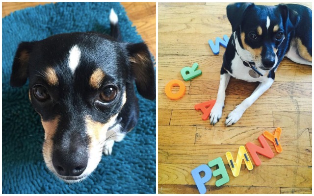 After Being Re-Homed Several Times, This Puppy’s New Mom Discovers Her Amazing Talent