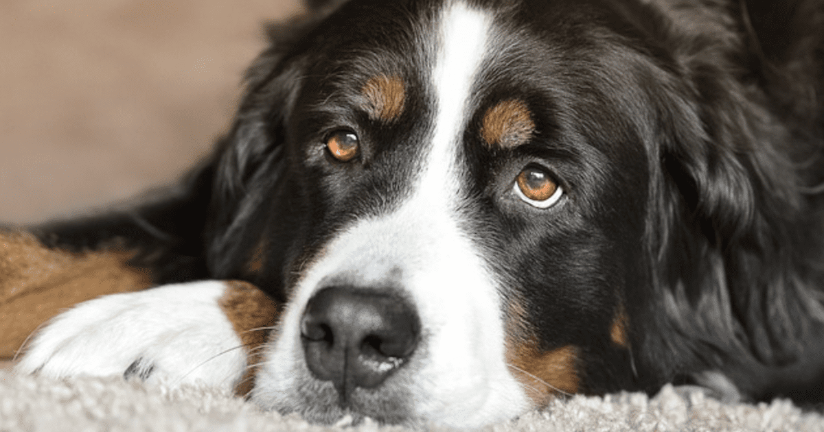 the best salmon oil for dogs